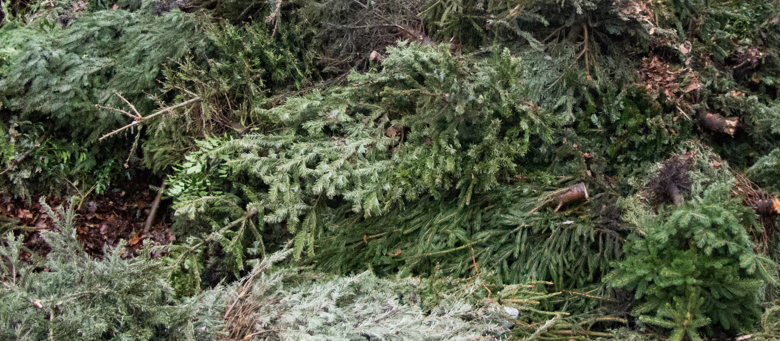 Kerstbomen inleveren op 11 januari