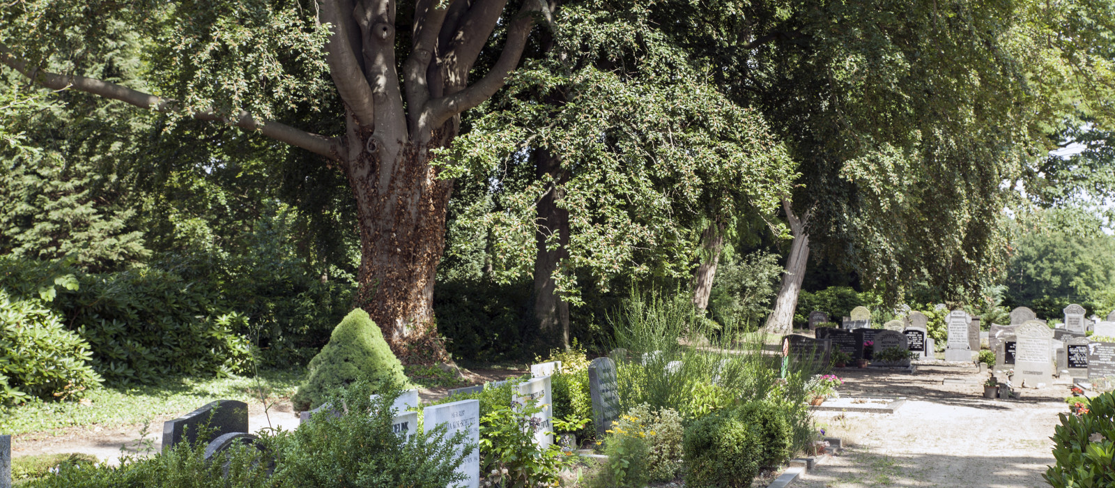 Groot onderhoud bomen gemeentelijke begraafplaatsen