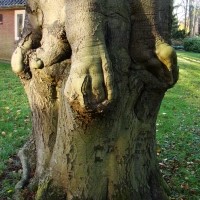 Een BuitenGewone boom in Joppe! 